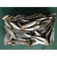 Pequena Especificação Peixe de Sardinha Congelado